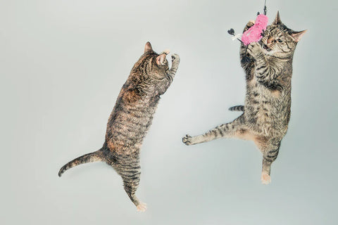 DESCONOCIDO USÓ UNA GALERÍA DE TEXTOS