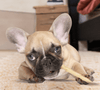 Small Whole Antler
